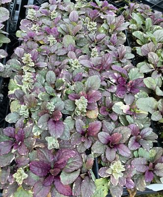 Burgundy Glow Ajuga 48 Plants - Carpet Bugle - Very Hardy -1 3/4" Pots