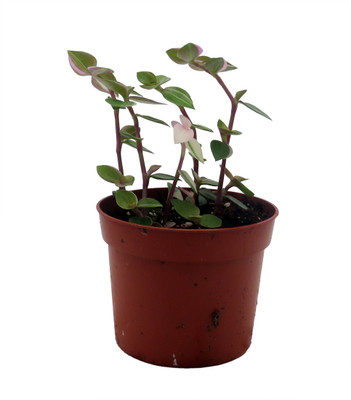 Bolivian Pink Jewel -Turtle Vine - Inch Plant - Callisia Repens Var. - 2.5" Pot