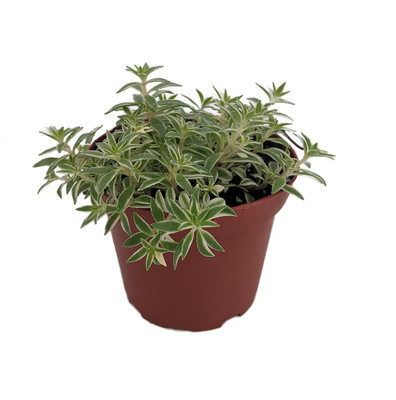 Creme n' Green Needle Sedum lineare var. - 3.7" Pot - Fairy Garden/House Plant