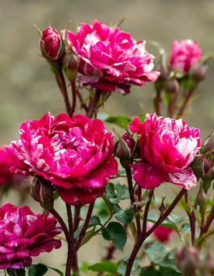Candy Sunblaze® Miniature Rose Bush - Hardy - 2.5" Pot