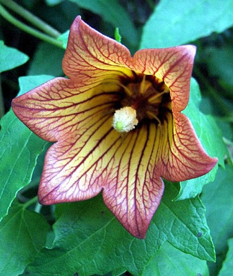 Canary Island Bellflower 20 Seeds - Canarina