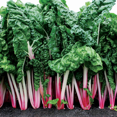 Peppermint Swiss Chard - 100 Seeds