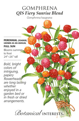 QIS Fiery Sunrise Blend Gomphrena Seeds - 25 Seeds