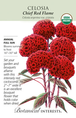 Organic Chief Red Flame Celosia Seeds - 30 Seeds