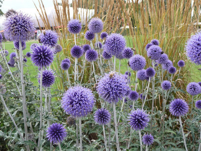 Globe Thistle Perennial - Echinops Ritro - 50 Seeds