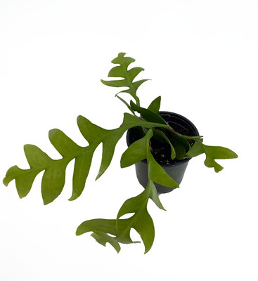 Shark Tooth Orchid Cactus - Epiphyllum chrysocardium - 4" Pot