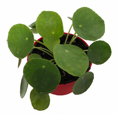 Hirt's Gardens Chinese Money Plant - Pilea peperomiodes - 2.5" Pot