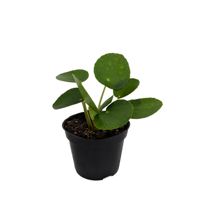 Hirt's Gardens Chinese Money Plant - Pilea peperomiodes - 2.5" Pot