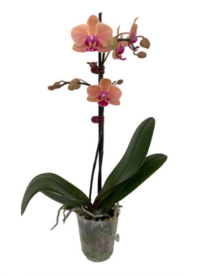 Elegance Moth Orchid Plant - Phalaenopsis - Easy House Plant - 3" Pot