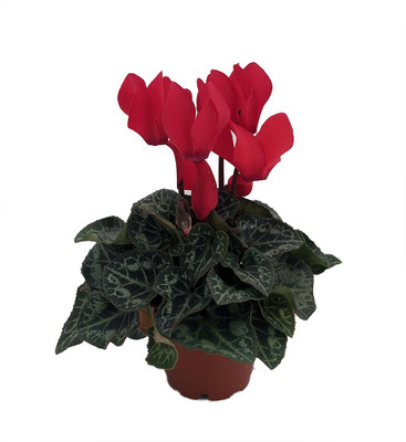 Red Persian Violet - Cyclamen - House Plant - 2.5" Pot