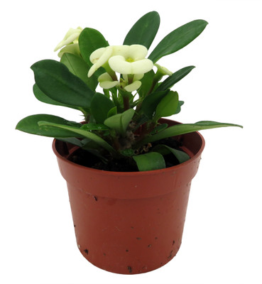 Hector Biblical Crown of Thorns Plant - Euphorbia - 2.5" Pot