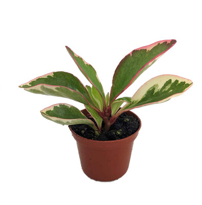 Rainbow Ginny Peperomia - 2.5" Pot - Easy to Grow Houseplant - Semi Succulent