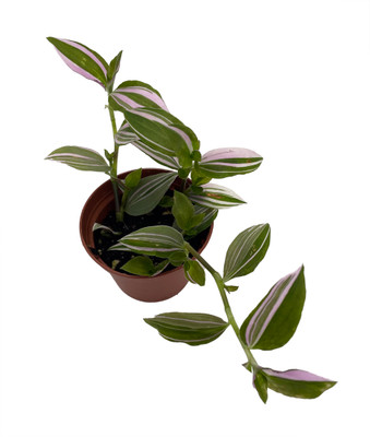 Lavender Tradescantia fluminensis - 2.5" Pot - Trailing House Plant