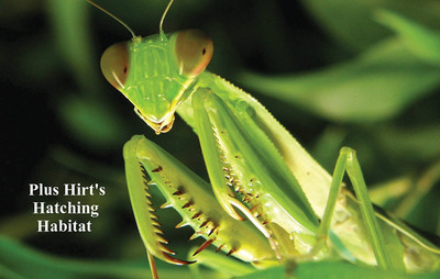Praying Mantis 10 Egg Cases 1,000 - 4,000 Babies +Hirt's Hatching Habitat