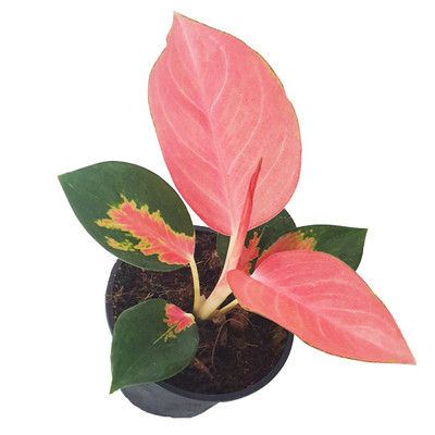 Pink Pearl Chinese Evergreen Plant - Aglaonema - Low Light - 4" Pot Pink Pearl Chinese Evergreen Plant - Aglaonema - Low Light - 4" Pot