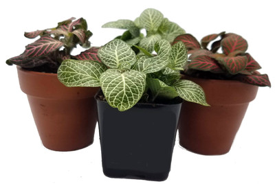 3 Colorful Nerve Plants - Fittonia - Terrarium/FairyGarden/House Plant - 3" Pots