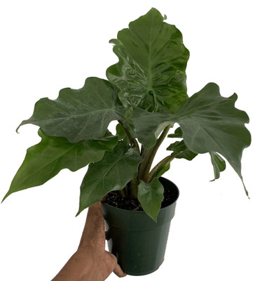 Low Rider Elephant Ear Plant - Alocasia portora - Houseplant - 4" Pot