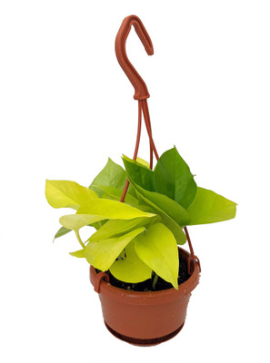 Neon Devil's Ivy - Pothos - Epipremnum - 4" Mini Hanging Basket