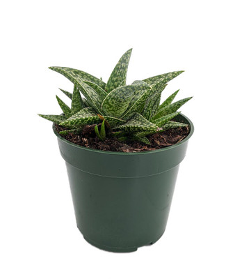 White Fox Aloe Plant - 4" Pot - Succulent