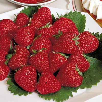 Eclair Early-Season Strawberry 50 Bare Root Plants - Large/Sweet Berries