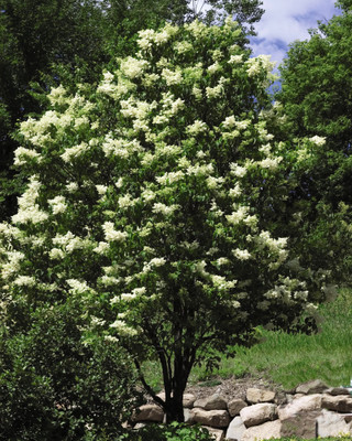 Ivory Silk Japanese Tree Lilac - Syringa reticulata - Fragrant - Quart Pot