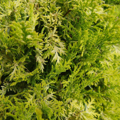 SOFT SERVE® Gold False Cypress - Chamaecyparis - 4" Pot - Proven Winners