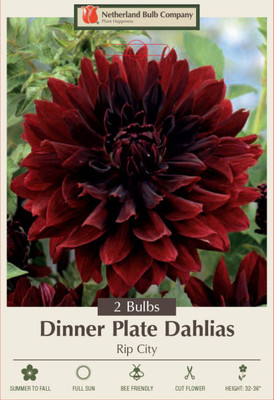 Rip City Decorative Dahlia - 2 Root Clumps - Deep, Dark Red