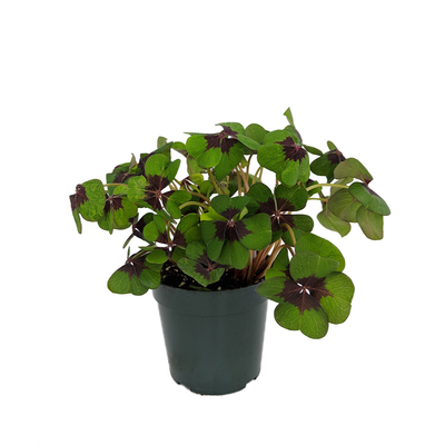 Iron Cross Shamrock Oxalis Plant - houseplant - 6" Pot