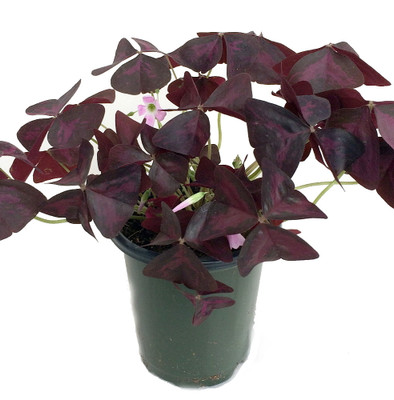 Rare Purple Rain Shamrock Plant - Easy Houseplant  - Oxalis Francis - 4" Pot