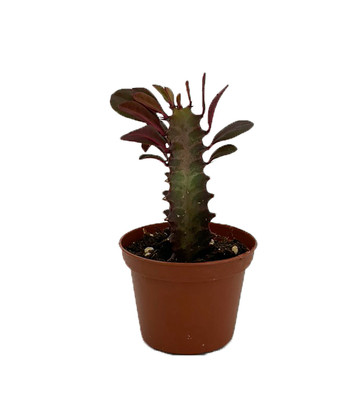 Royal Red African Milk Tree - Euphorbia trigona - Easy to grow - 2.5" Pot