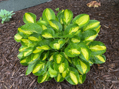 Warwick Comet Hosta - 4" Pot - New
