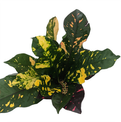 Magnificent Croton - Colorful House Plant - 4" Pot