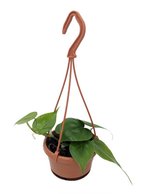 Heart Leaf Philodendron cordatum - 4" Mini Hanging Basket - Easy House Plant