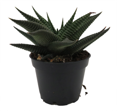 Twister Haworthia limifolia - 2.5" Pot - Succulent