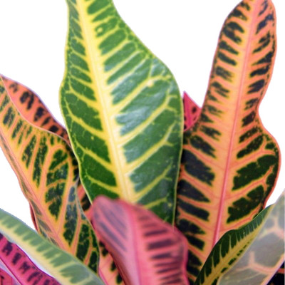 Nervia Croton - 3.5" Pot - Colorful House Plant - Easy to Grow