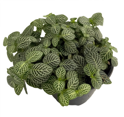 Silver Nerve Plant - Fittonia verschaffeltii - 4" Pot Silver Nerve Plant - Fittonia verschaffeltii - 4" Pot