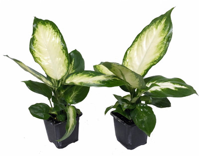 Camille Dieffenbachia - Very Durable - 2 Plants in 3" Pots
