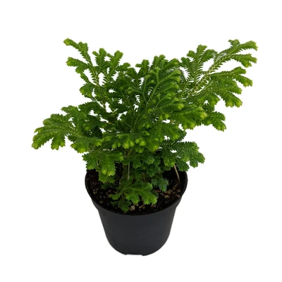 Frosty Fern - Selaginella -  2.5" Pot