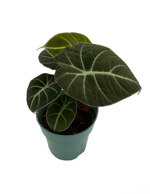 Black Velvet Dwarf Alocasia Plant - Houseplant - 4" Pot