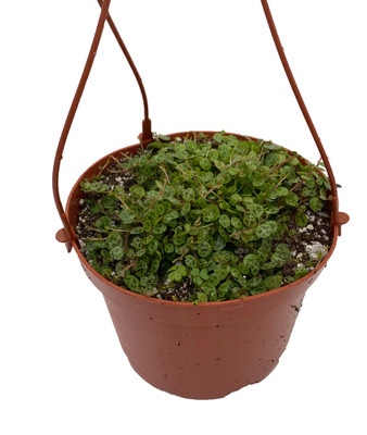 String of Turtles - Peperomia prostrata - 5" Hanging Basket