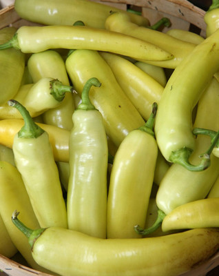 Hungarian Hot Yellow Wax Pepper Plant - 2.5" Pot