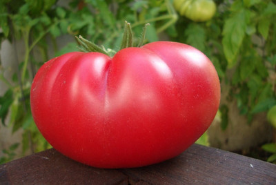 Mortgage Lifter Tomato - Large Well-Shaped Fruit - 2.5" Pot