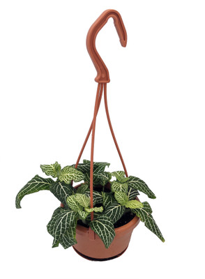 White Vein Plant - Fittonia/Nerve Plant - 6" Hanging Basket
