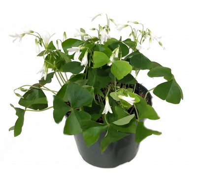 Green Shamrock Plant - White Flowers - Oxalis - 6" Pot - St. Patrick's Day
