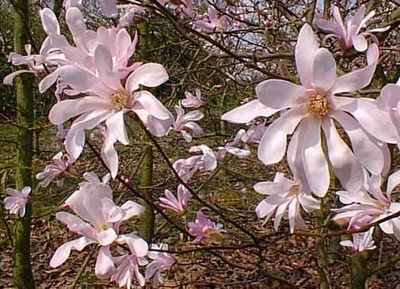 Leonard Messel  Magnolia Tree - 4" Pot - Outdoors or Bonsai