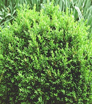 North Star™ Boxwood - Buxus - Superb Winter Color - Proven Winners - 4" Pot
