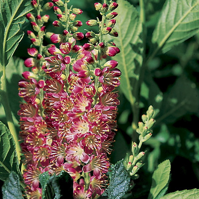 Ruby Spice Summersweet - Clethra alnifolia - Fragrant! - 4" Pot