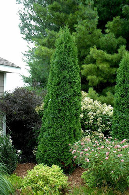 North Pole® Wintergreen Arborvitae - Thuja - Evergreen - 4" Pot - Proven Winners