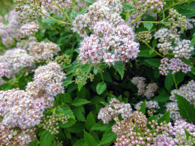 Little Princess Japanese Spirea japonica - 4" Pot