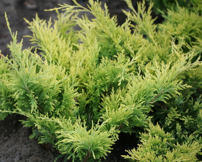 Good Vibrations® Gold Juniper - 1st Soft To The Touch Juniper - Proven Winners